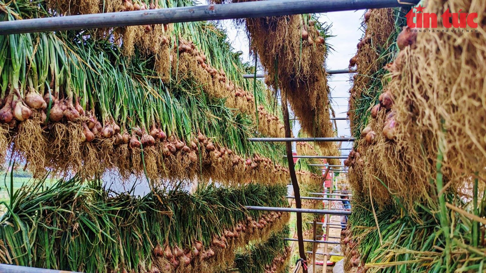 Bảo hiểm nông nghiệp: Cần thiết nhưng vẫn chưa thực sự đi vào đời sống 2 Bảo hiểm nông nghiệp: Cần thiết nhưng vẫn chưa thực sự đi vào đời sống